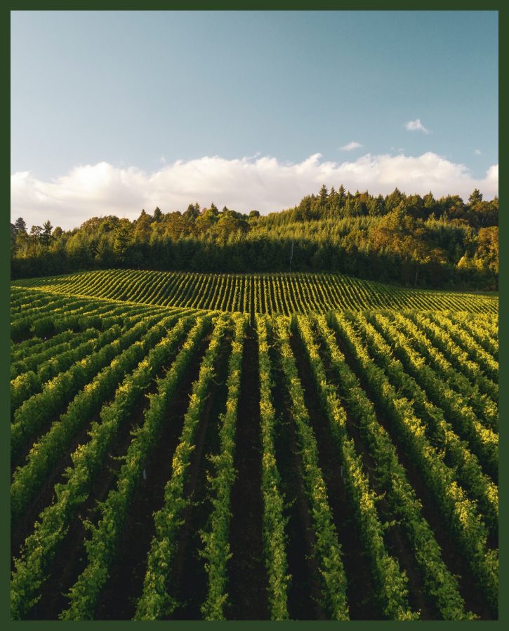 European Sustainable Wine